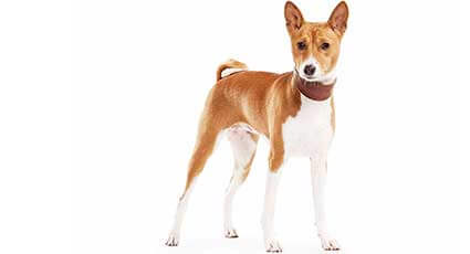 Basenji